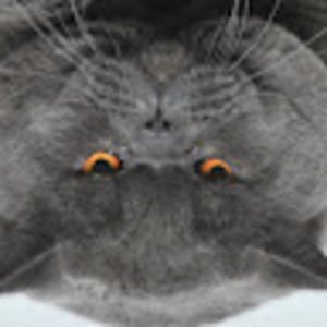 Meet your Posher, Evelyn